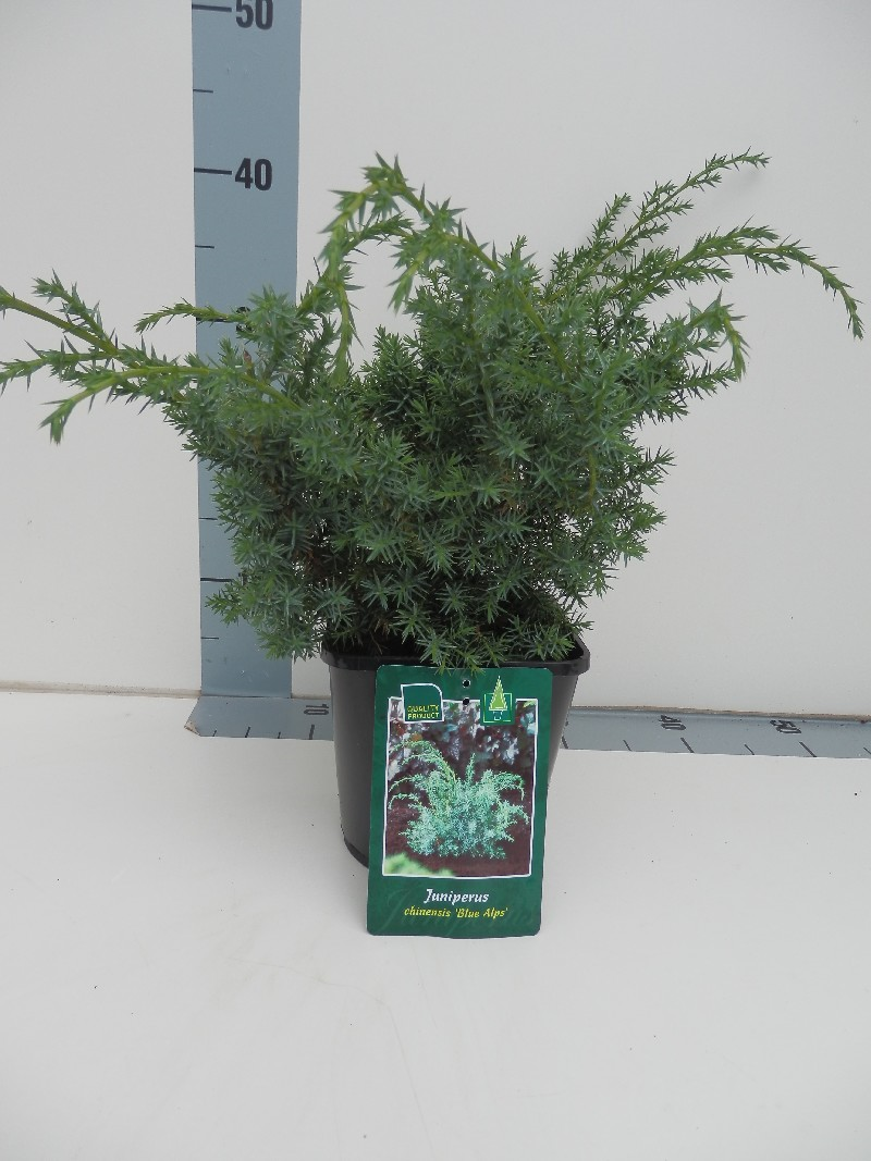 Можжевельник китайский Блю Альпс